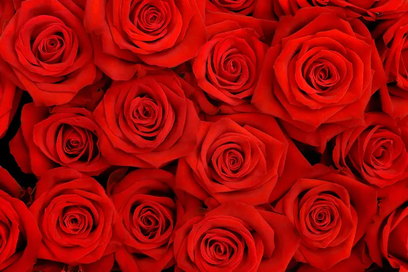 红色高清玫瑰花朵