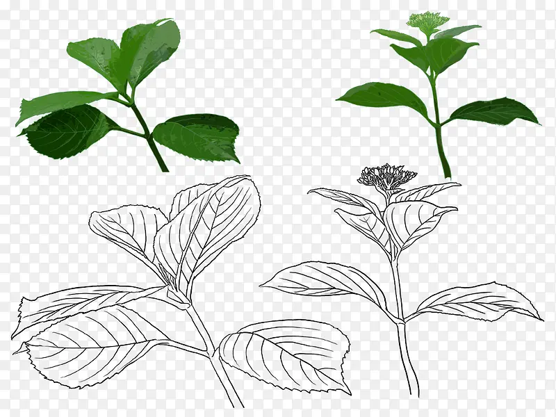 手绘薄荷