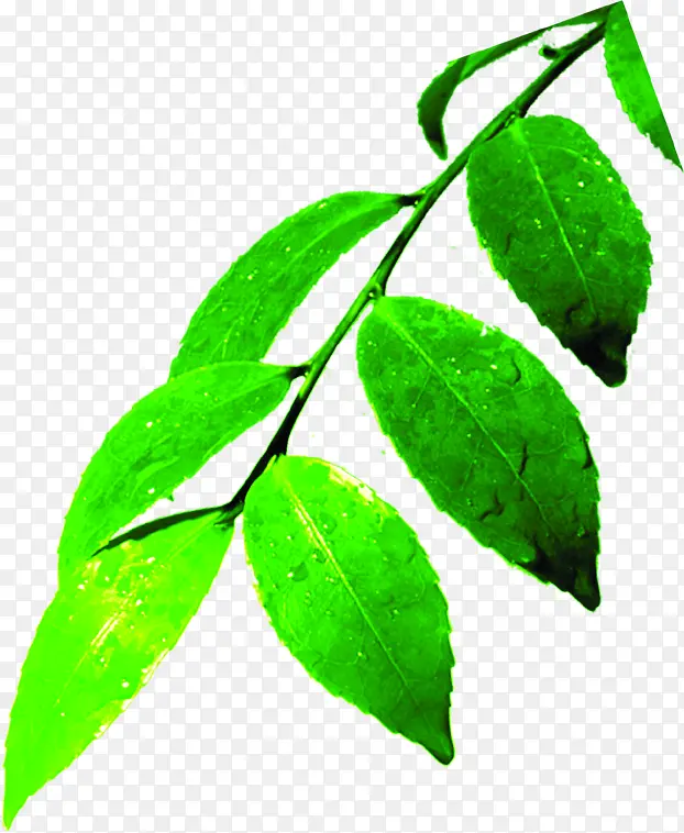 水珠效果植物树叶