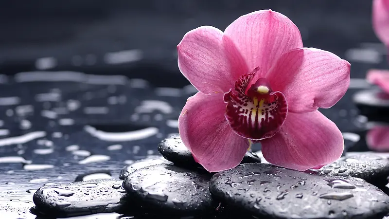 高清粉色花朵水珠