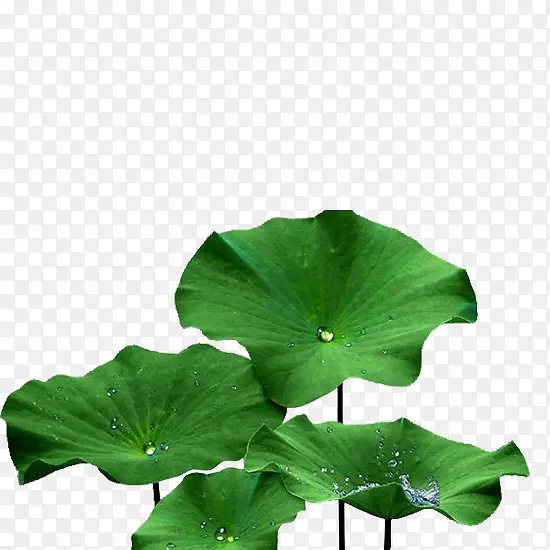 植物绿色水珠莲叶