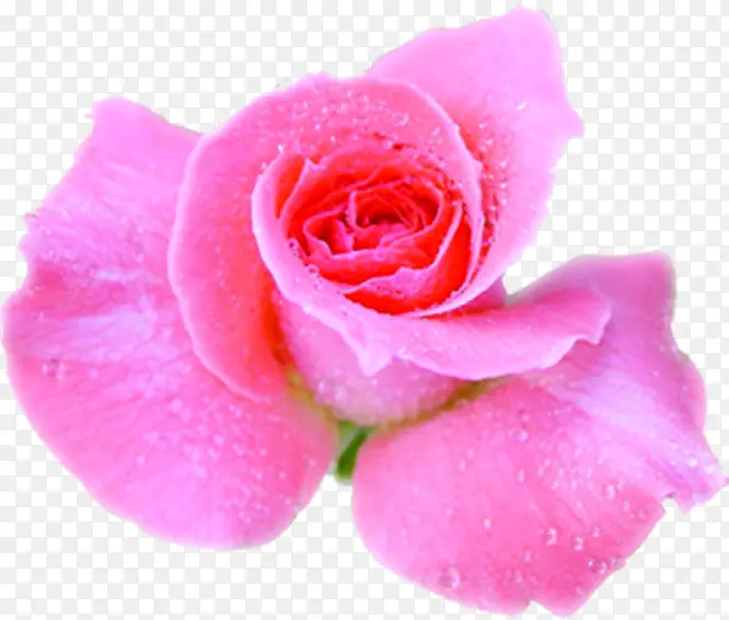 水珠粉玫瑰情人节