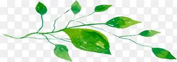 绿色夏日海报植物树叶