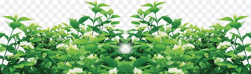 植物海报绿色树叶花朵