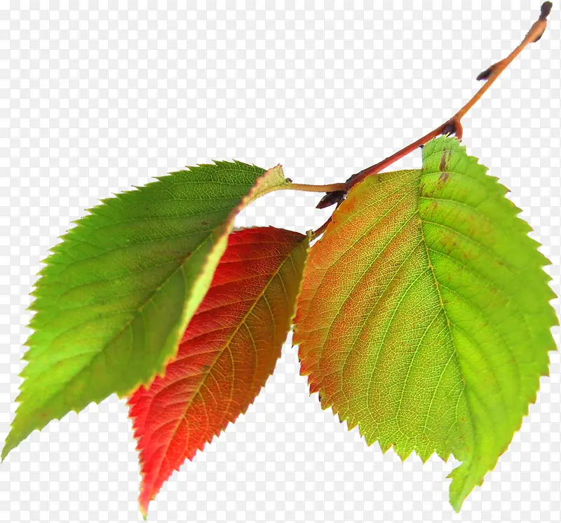 创意春天红绿色树叶装饰