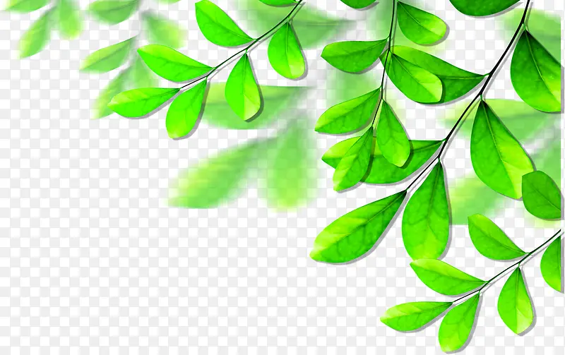植物绿色树叶效果PNG图片素材下载_图片编号10458298-PNG素材网