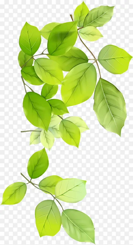 绿色清爽手绘树叶美景风光