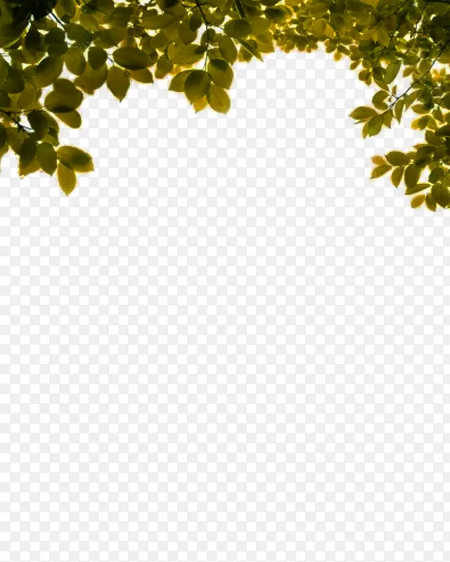绿色树叶树枝边框纹理