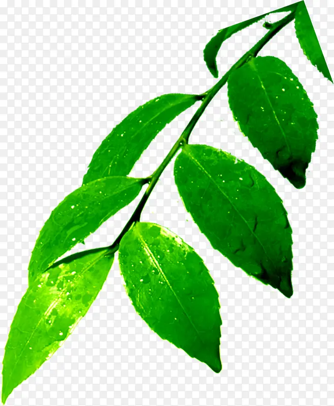 绿色植物卡通树叶