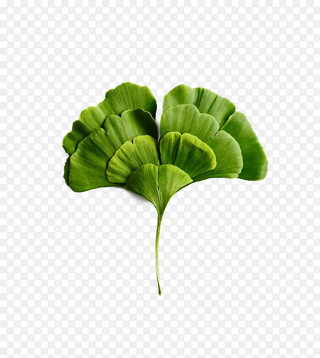 手绘植物