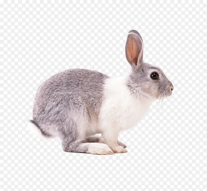 灰色小兔子