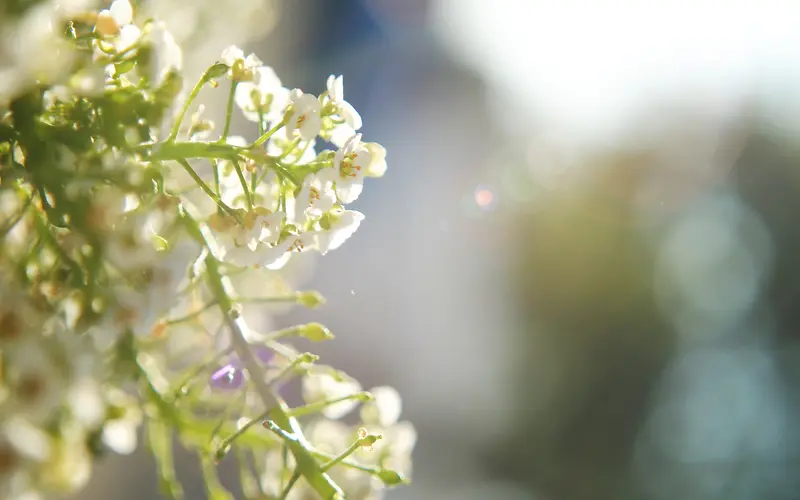清新唯美白色小花