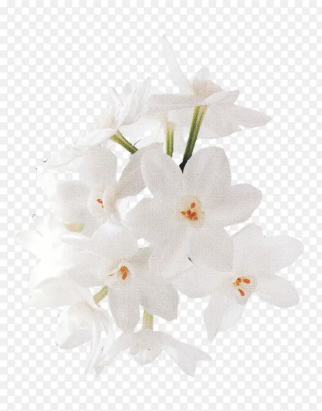 高清白色小花黄蕊