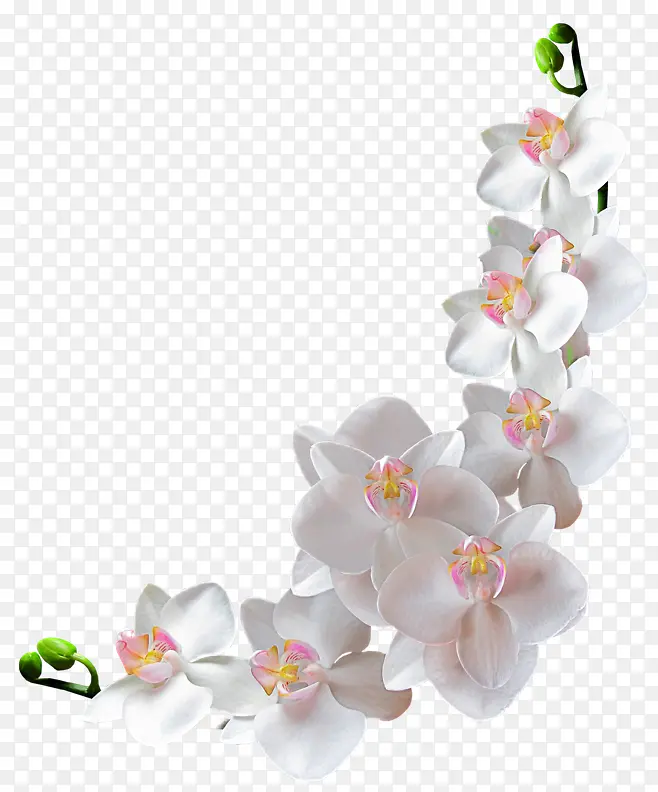 白色小花树枝