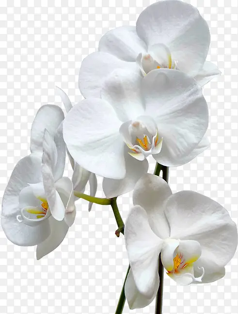 盛开白色小花