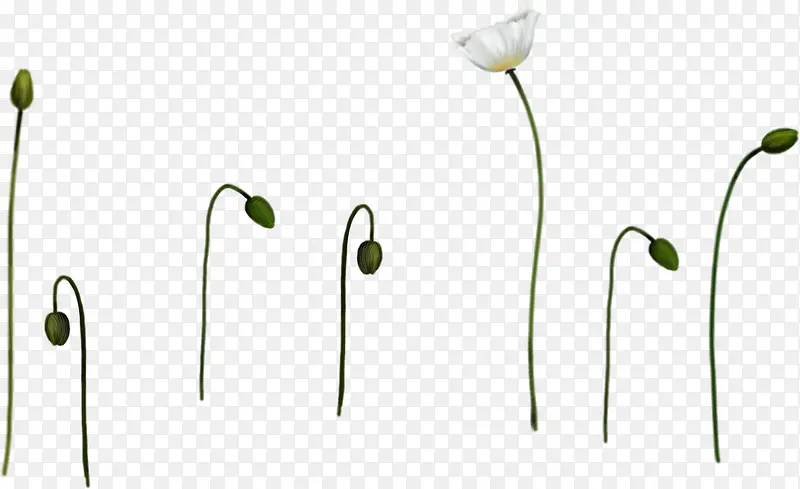 创意白色植物小花