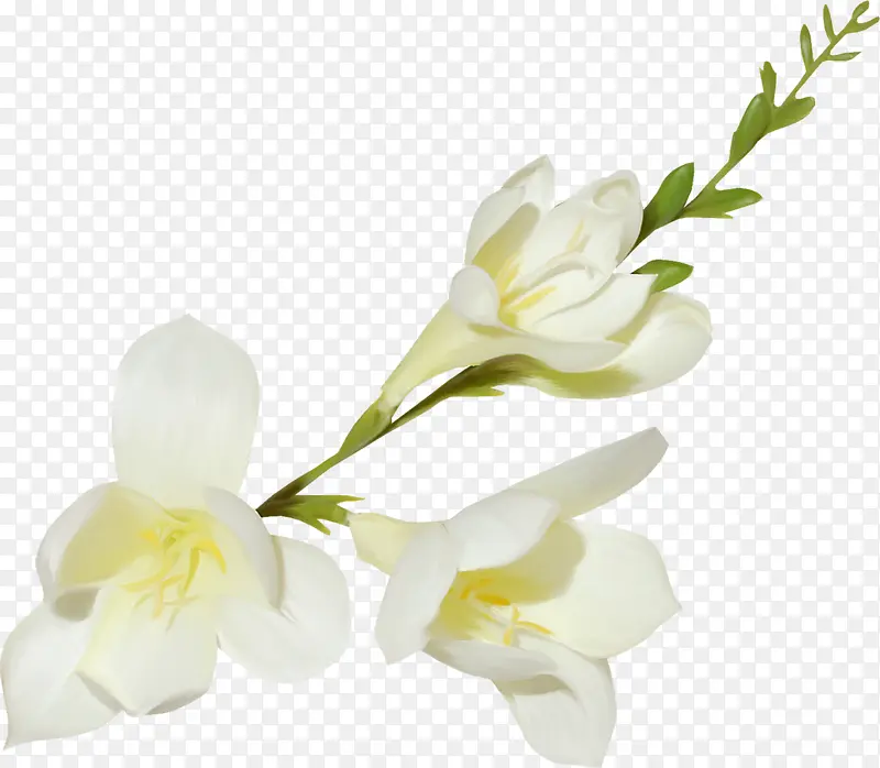 绿叶白色小花装饰