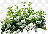 白色小花植物装饰