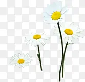 白色小花招聘广告