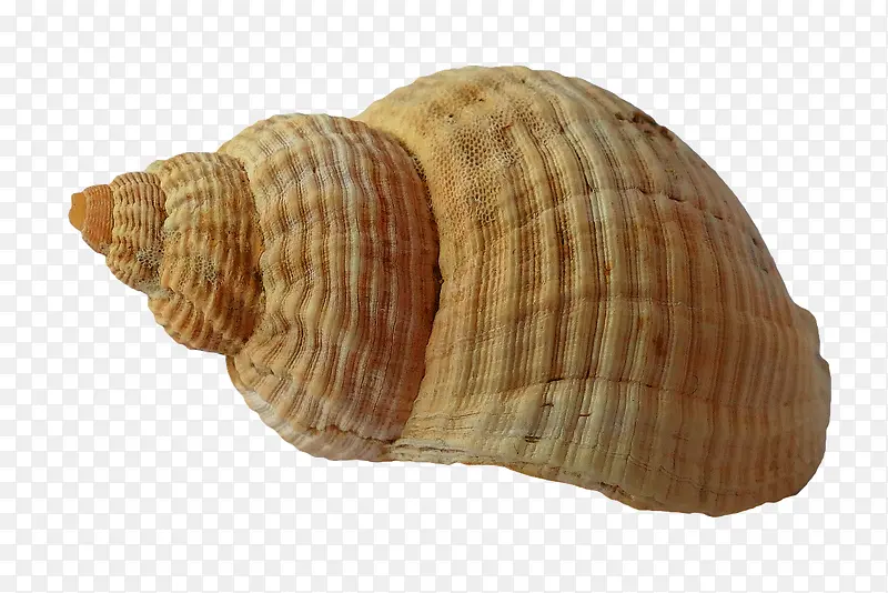 米黄色海螺
