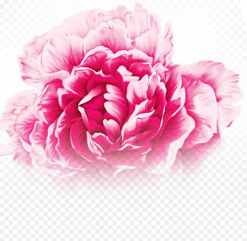 粉色古典水彩花朵