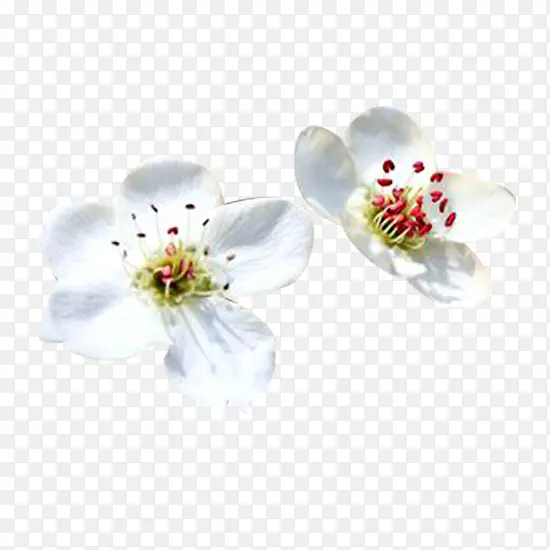 梨花花瓣白图片素材PNG图片素材下载_图片编号10467808-PNG素材网