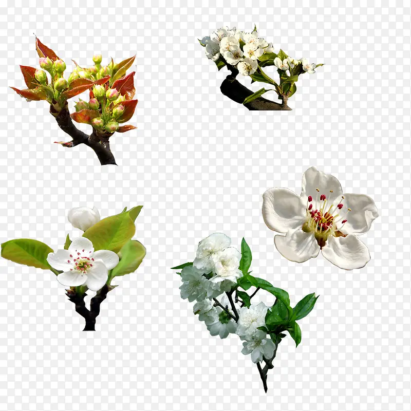 花朵梨花PNG图片素材下载_图片编号10467737-PNG素材网