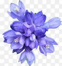 水彩蓝花花瓣植物素材