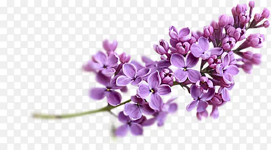 一支紫色花朵素材