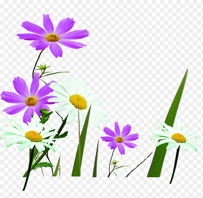创意高清摄影紫色白色花卉