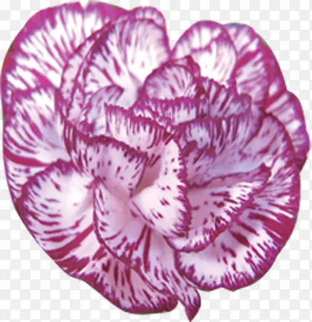 白色紫色花卉七夕