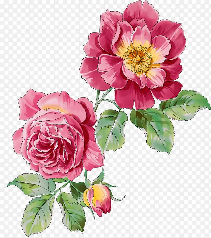 粉色月季花手绘素材