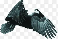黑色高清羽毛飞翔小鸟