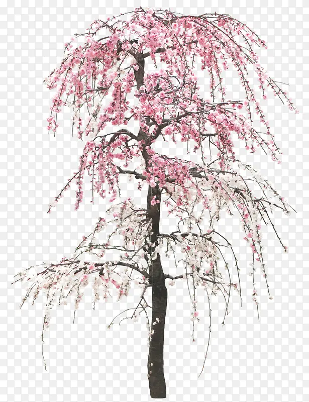 桃花树免抠