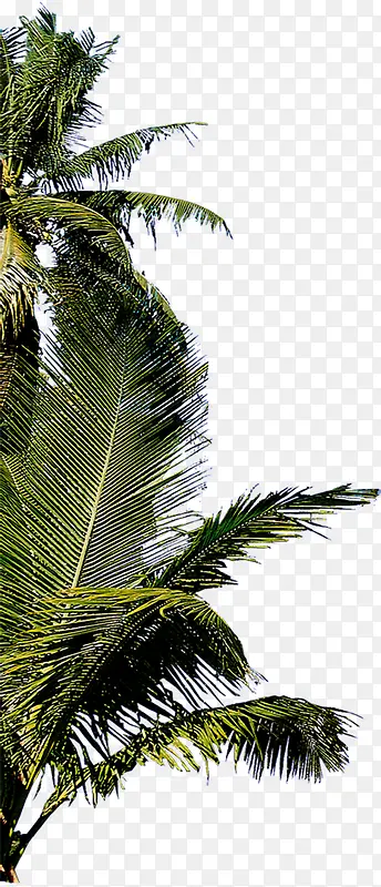 绿色大树景观植物