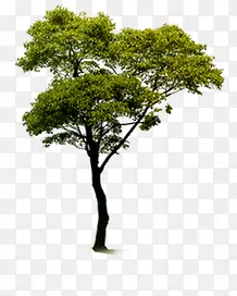 绿色夏季小区景观大树