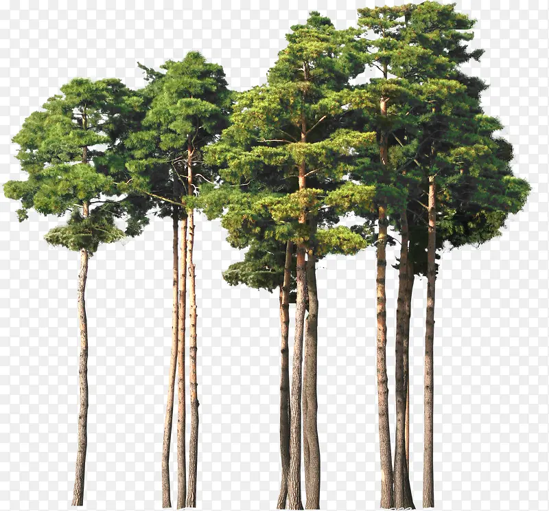韩式绿树成长大树