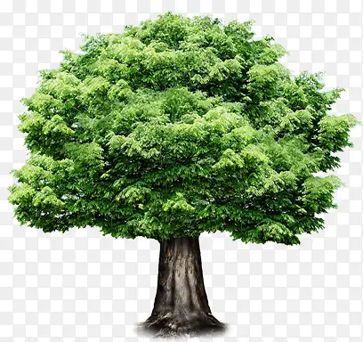 绿色春天大树植物