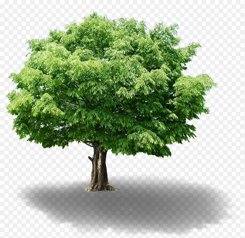 绿色夏季景观大树