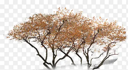 黄色秋季景观大树
