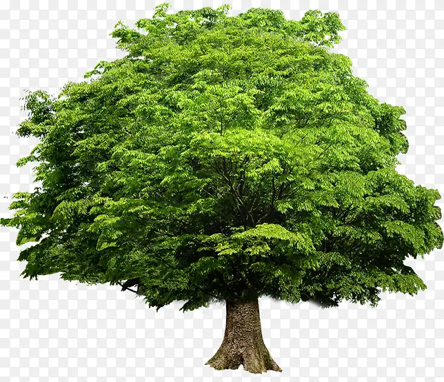 绿色自然景观大树