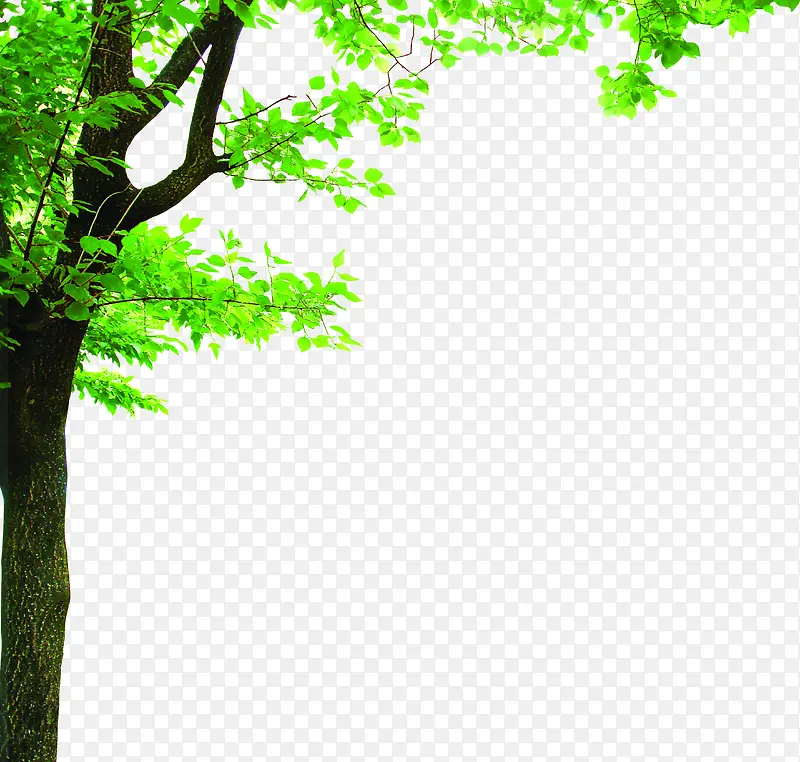 绿色清新大树自然