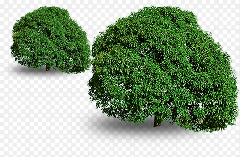 绿色大树环保植物装饰