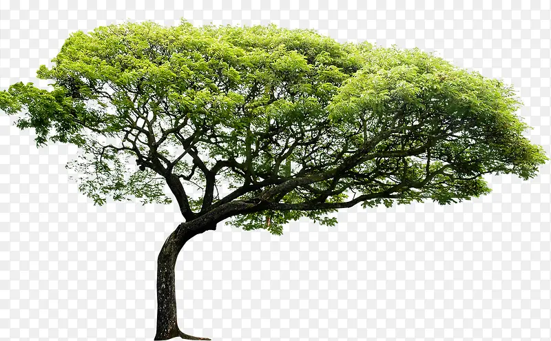 大树美景树叶创意