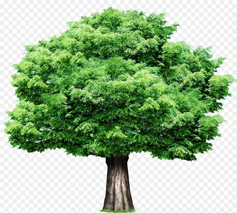 绿色创意高清摄影大树树木