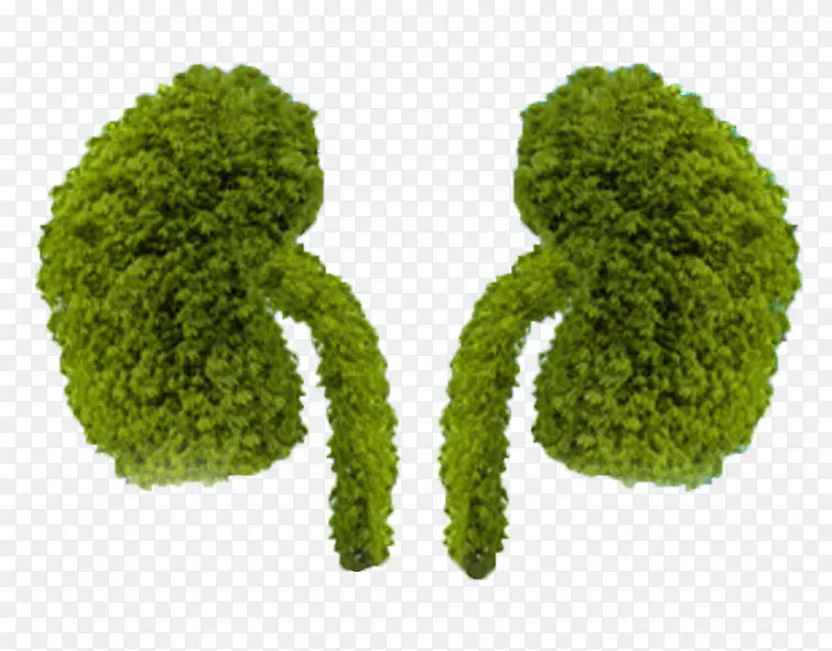 绿色的肺