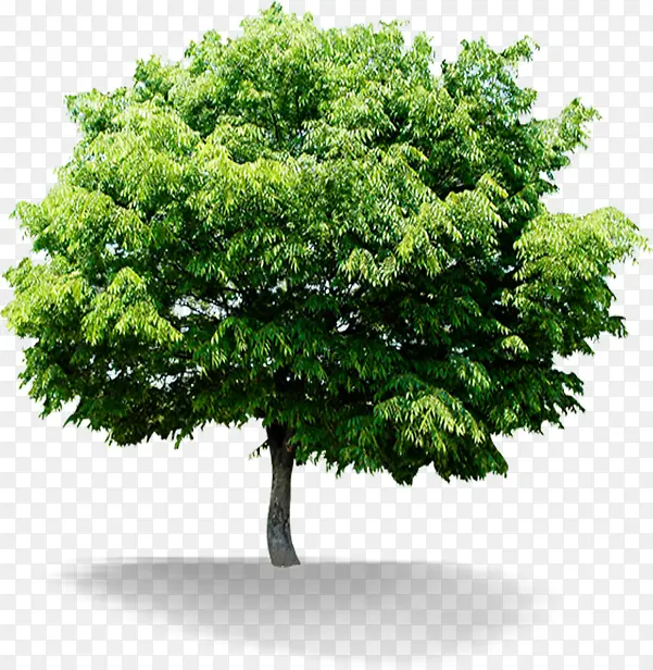 绿色清爽大树清新植物PNG图片素材下载_图片编号10477280-PNG素材网