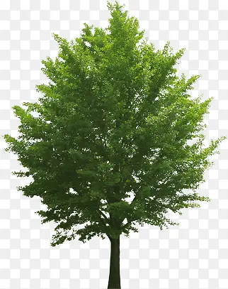 设计绿色的大树效果