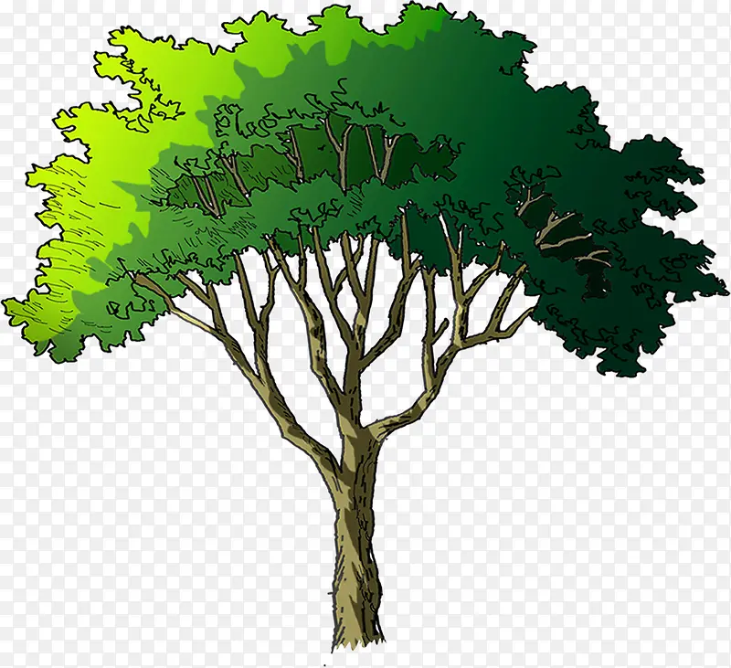 绿色夏季植物大树