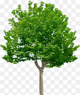 杂树稀疏植物大树